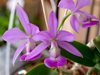 Cattleya walkeriana tipo